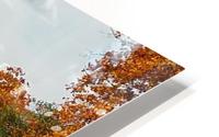 Autumn Glow HD Metal print