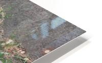 Meow HD Metal print