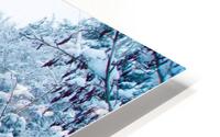 Winter Tranquility HD Metal print
