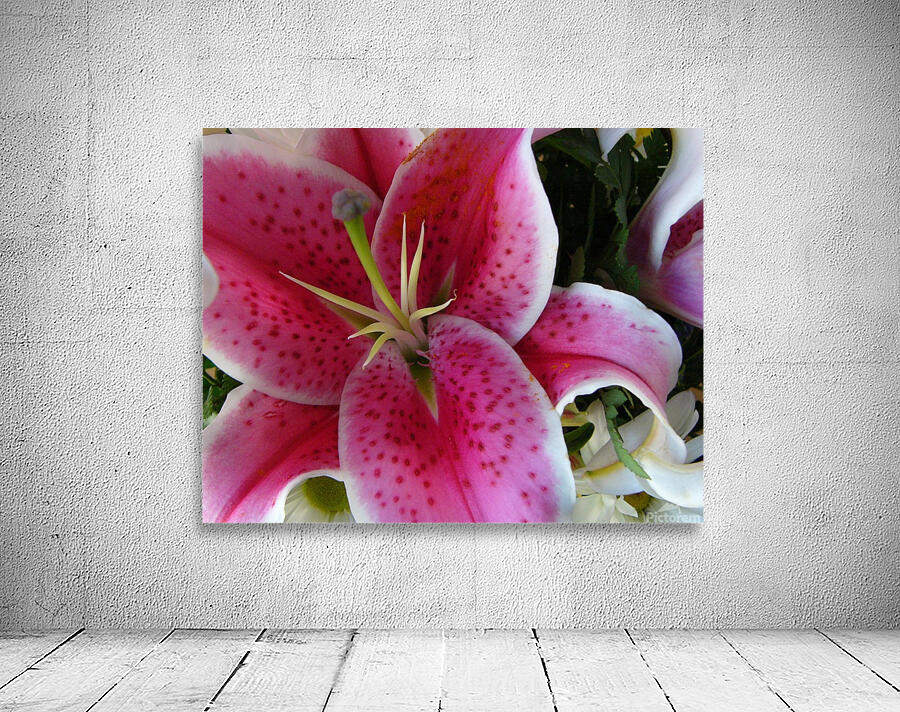 Lily Wall Preview