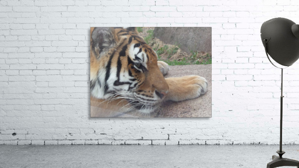 Meow Wall Preview