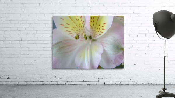 Pastels Wall Preview