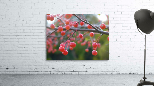 Berries Wall Preview