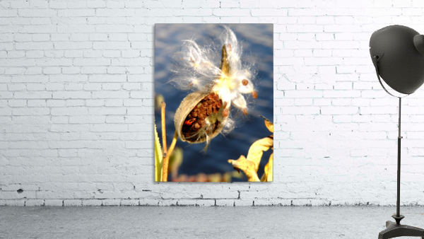Wild Thing Wall Preview