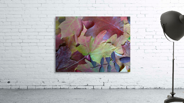 Natures Collage Wall Preview