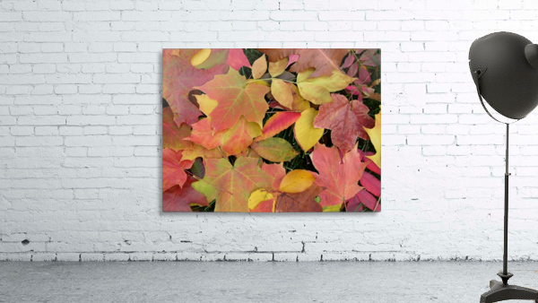 Field Study Wall Preview