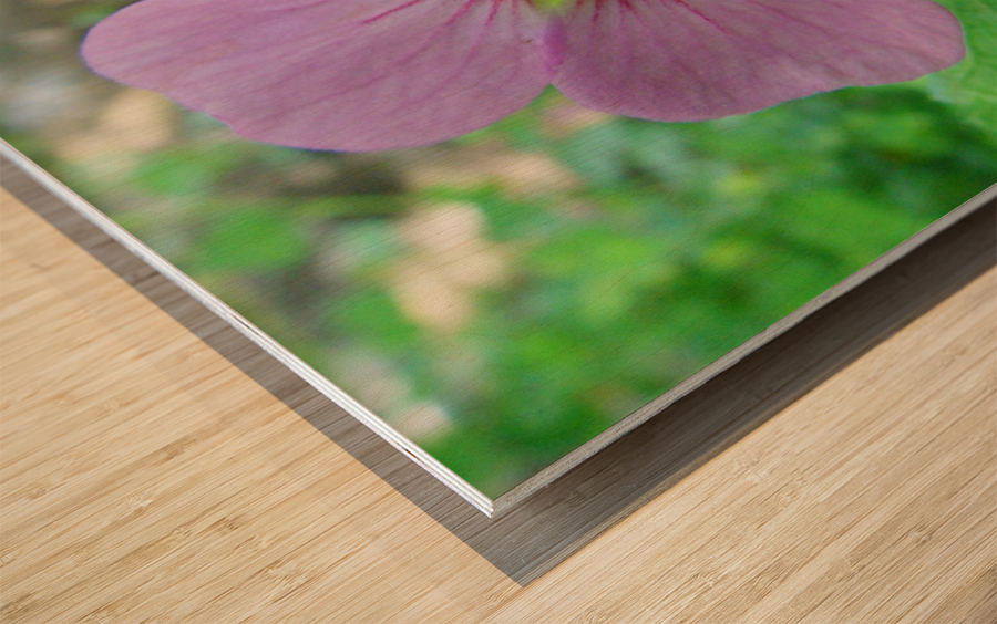 Transparency Wood print