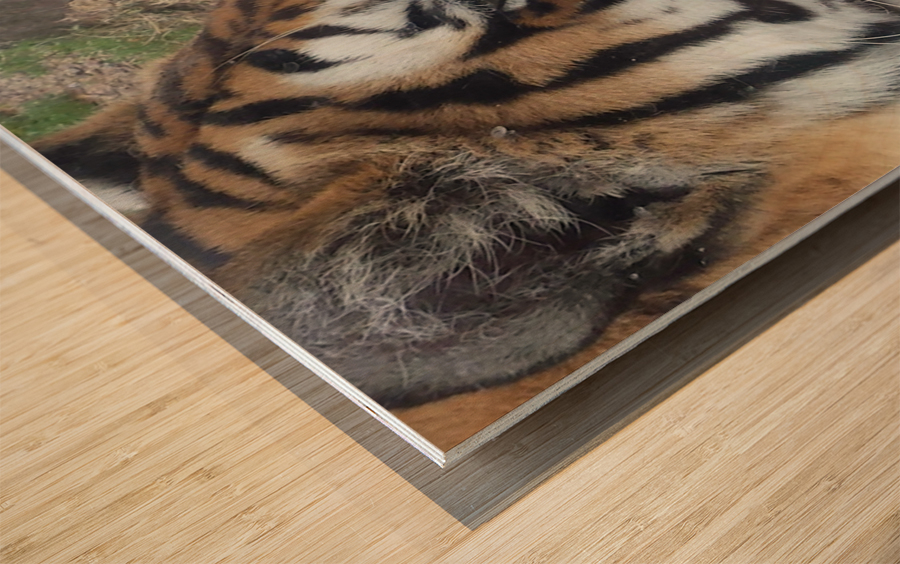 Meow Wood print