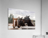 Friends Acrylic Print