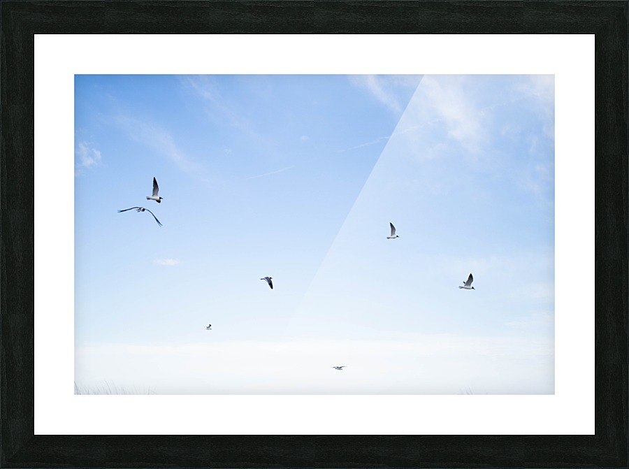 Birds  Picture Frame print