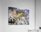 Copyright Acrylic Print