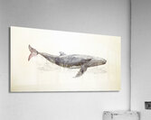 Drubbing Acrylic Print