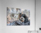 Drugged Acrylic Print