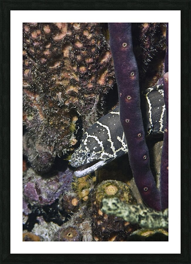 Protective Picture Frame print