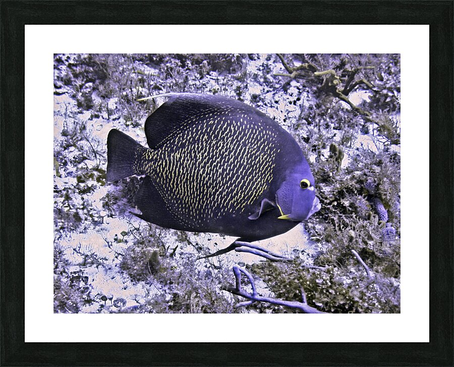 Twelve Picture Frame print