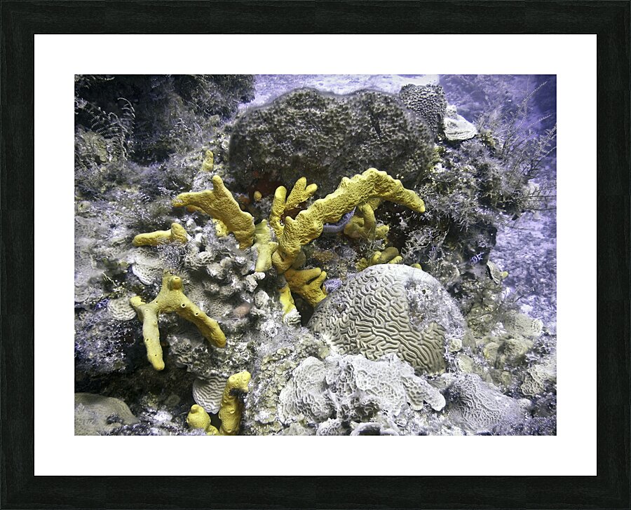 Copyright Picture Frame print