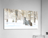Winter Acrylic Print