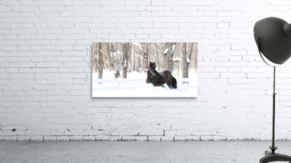 Winter Wall Preview