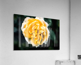 Tranquil Rose Acrylic Print