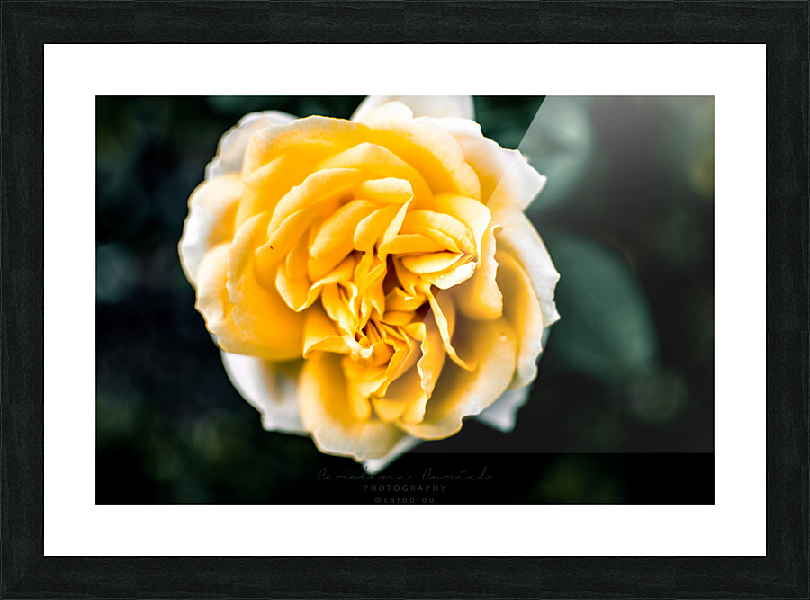 Tranquil Rose Picture Frame print