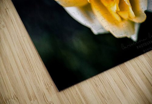 Tranquil Rose Caro Curiel Photography puzzle