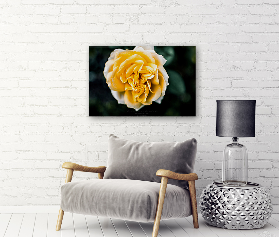 Tranquil Rose Reproduction