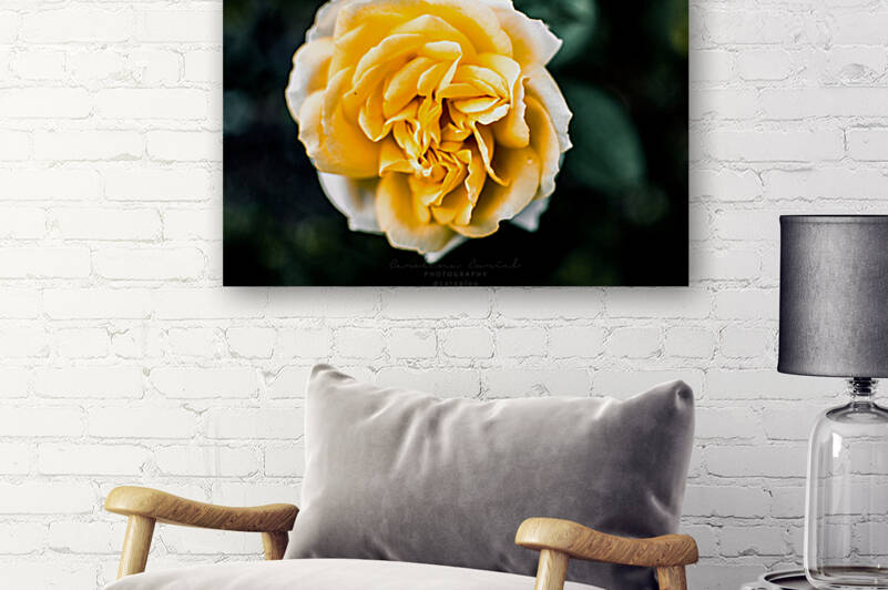 Tranquil Rose Reproduction