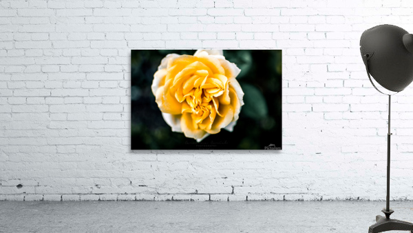 Tranquil Rose Wall Preview