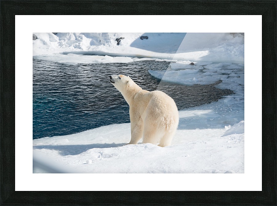 Ours Polaire Picture Frame print
