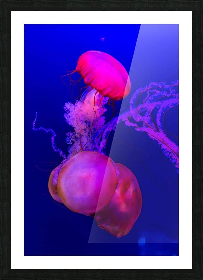 Méduse Picture Frame print