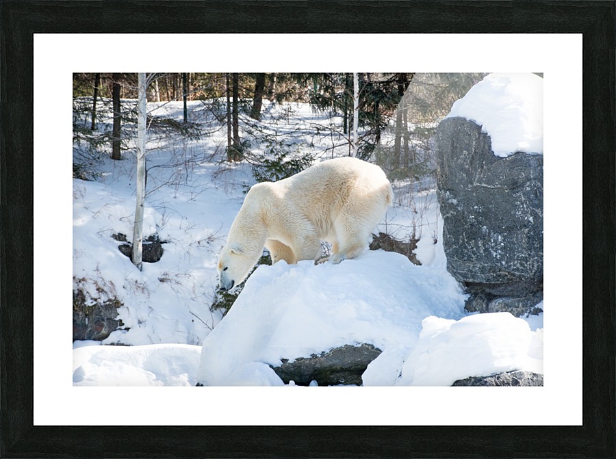 Ours Polaire Picture Frame print