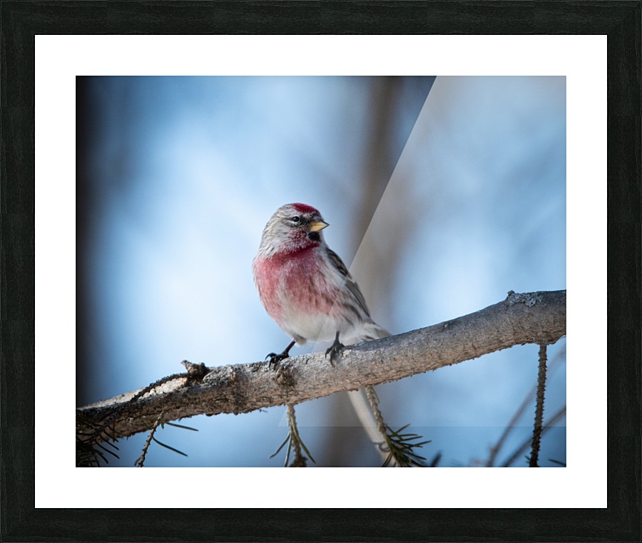 Sizerin Picture Frame print