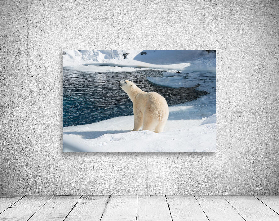 Ours Polaire Wall Preview