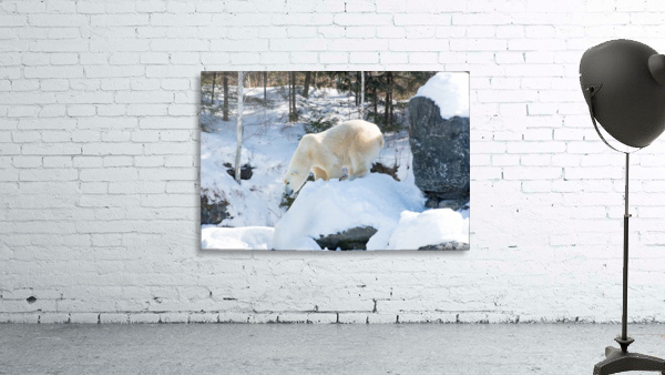 Ours Polaire Wall Preview