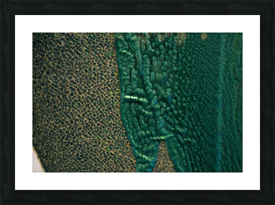 Alligator Bayou Picture Frame print
