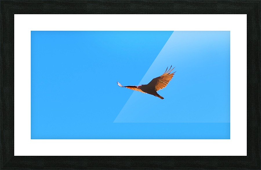 Turkey Vulture Picture Frame print