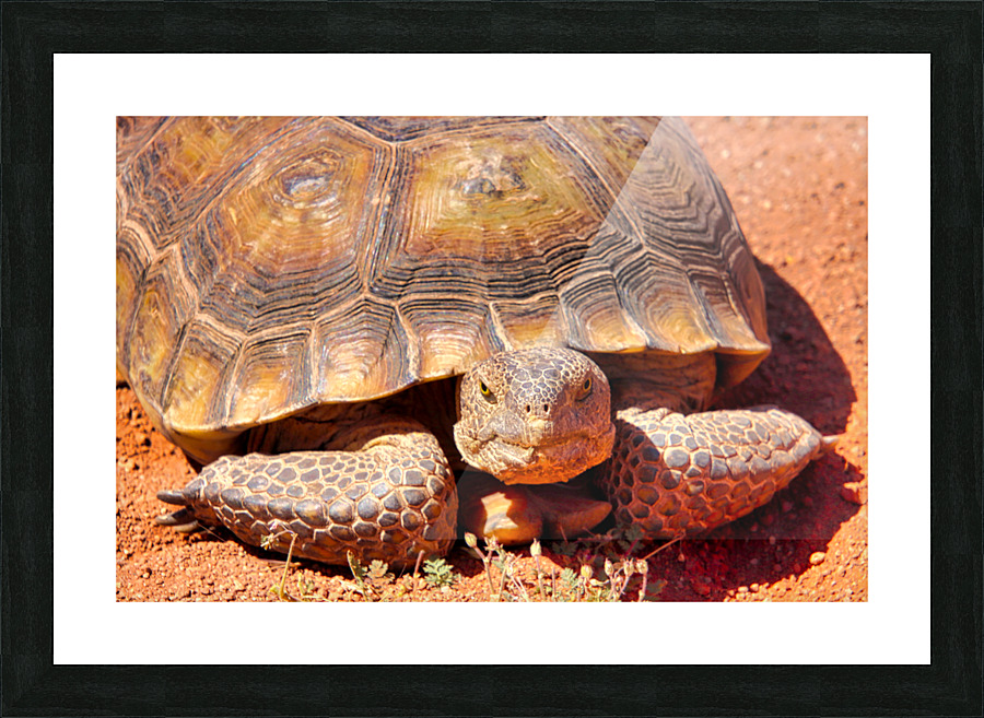 Desert Tortoise Picture Frame print