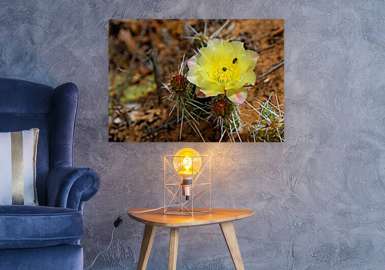 Cactus Flower with Bug Reproduction
