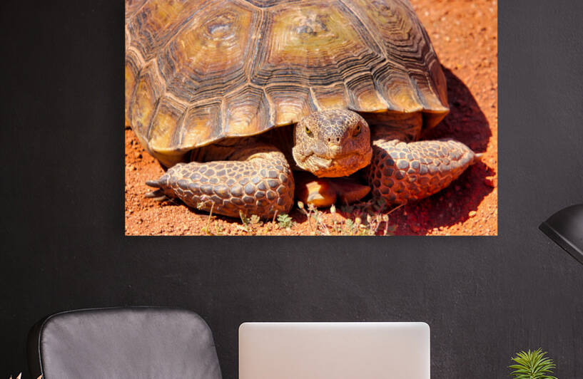 Desert Tortoise Reproduction