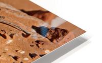 Blunt Nose Leopard Lizard  HD Metal print