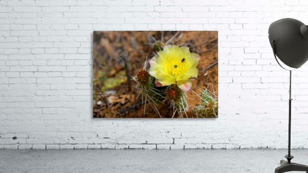 Cactus Flower with Bug Wall Preview