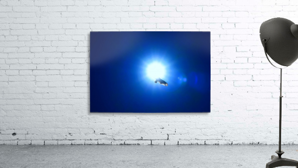 Into The Sun Wall Preview