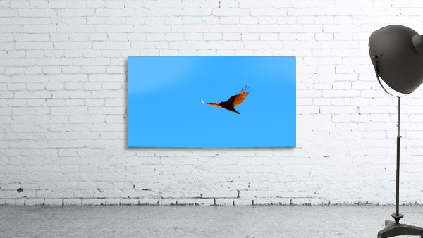 Turkey Vulture Wall Preview