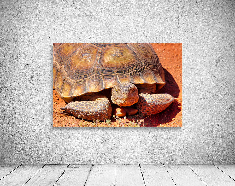 Desert Tortoise Wall Preview