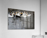 IMG 8856 Acrylic Print