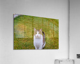 IMG 8873 Acrylic Print