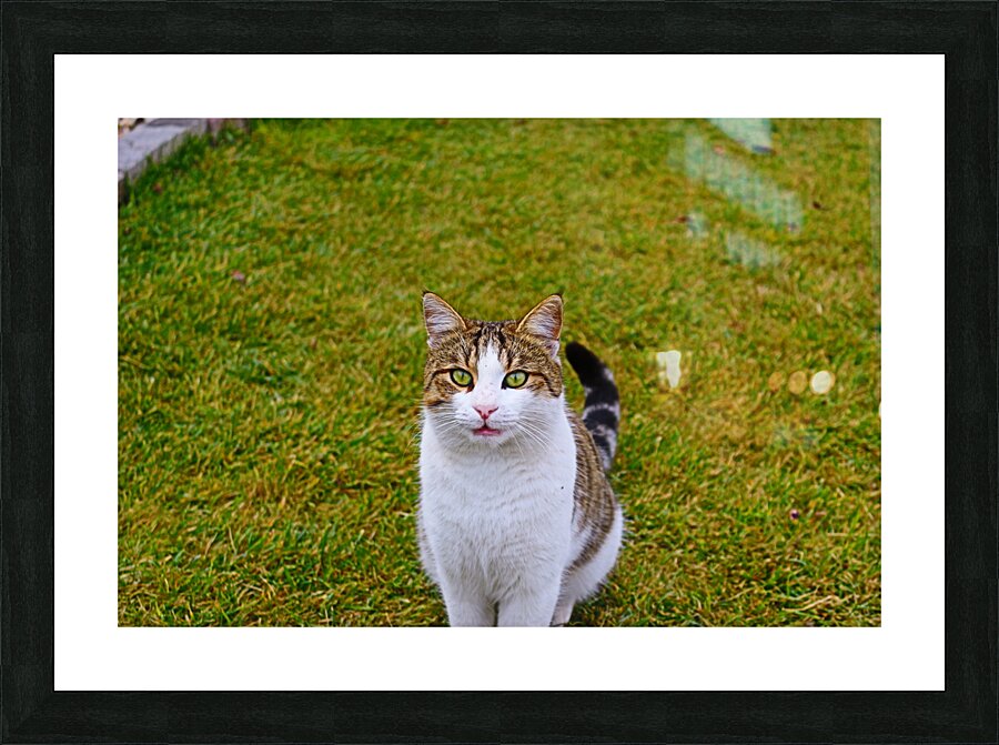 IMG 8873 Picture Frame print