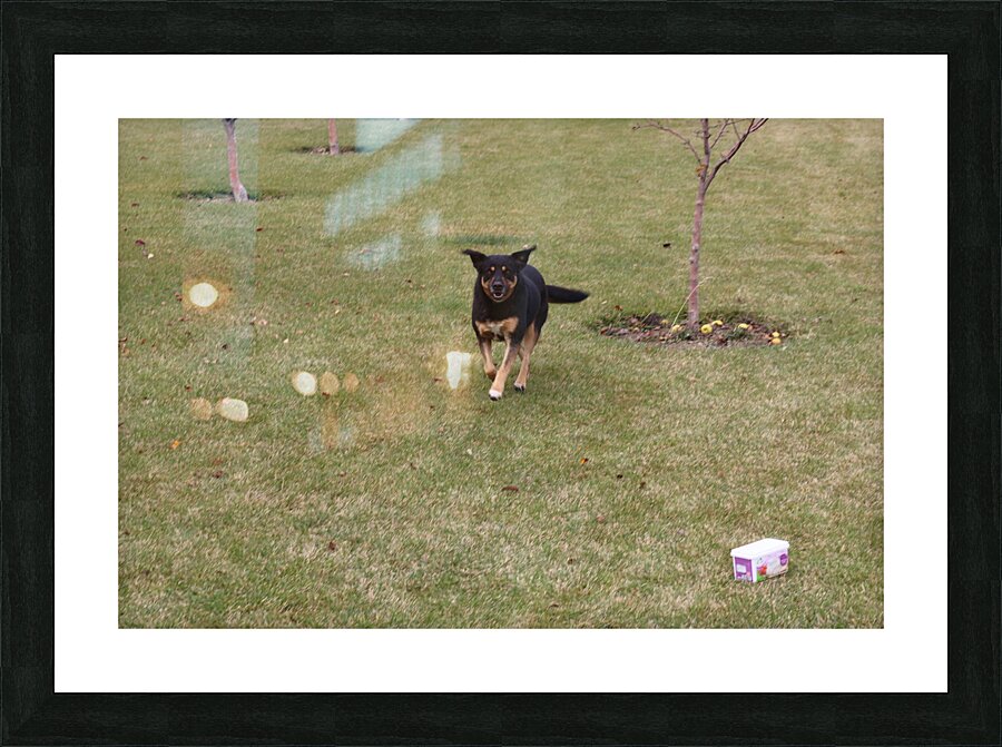 IMG 8872 Picture Frame print