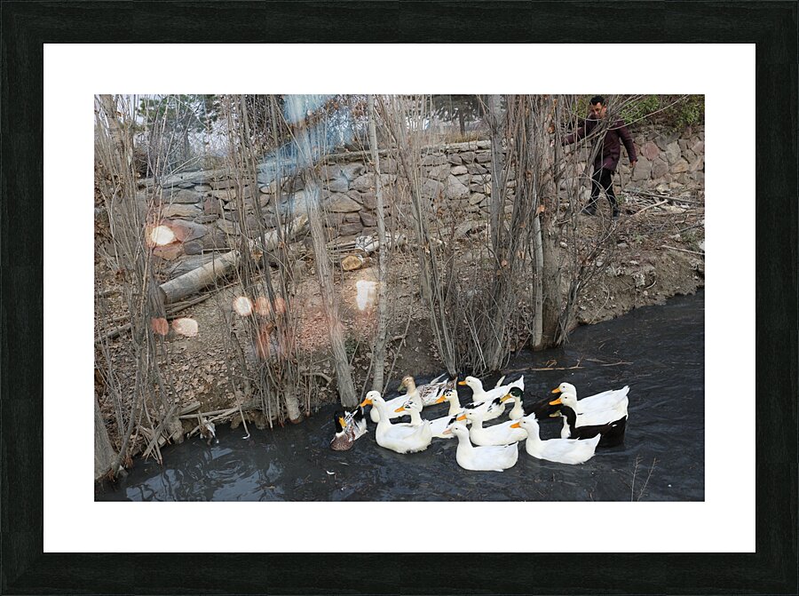 IMG 8860 Picture Frame print