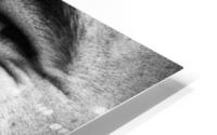 IMG 0118 HD Metal print